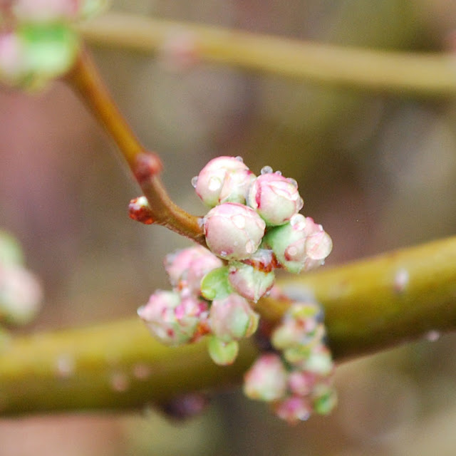 Future Plants By Randy Stewart Butterfly Bush