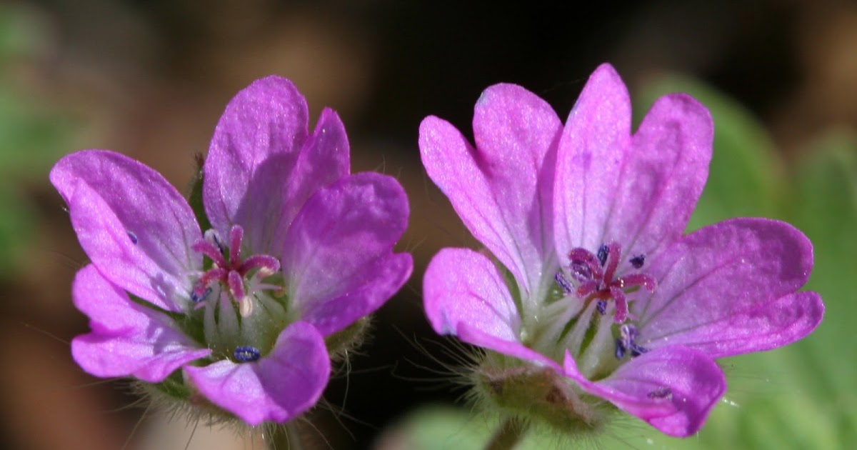 Menuda Natura Geranium molle L.
