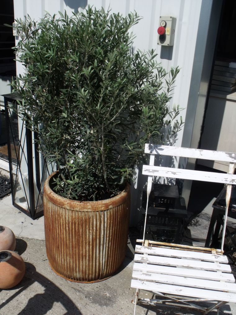 Thomsons univers: fristelser i plantorama... Badeværelse vask 120 cm
