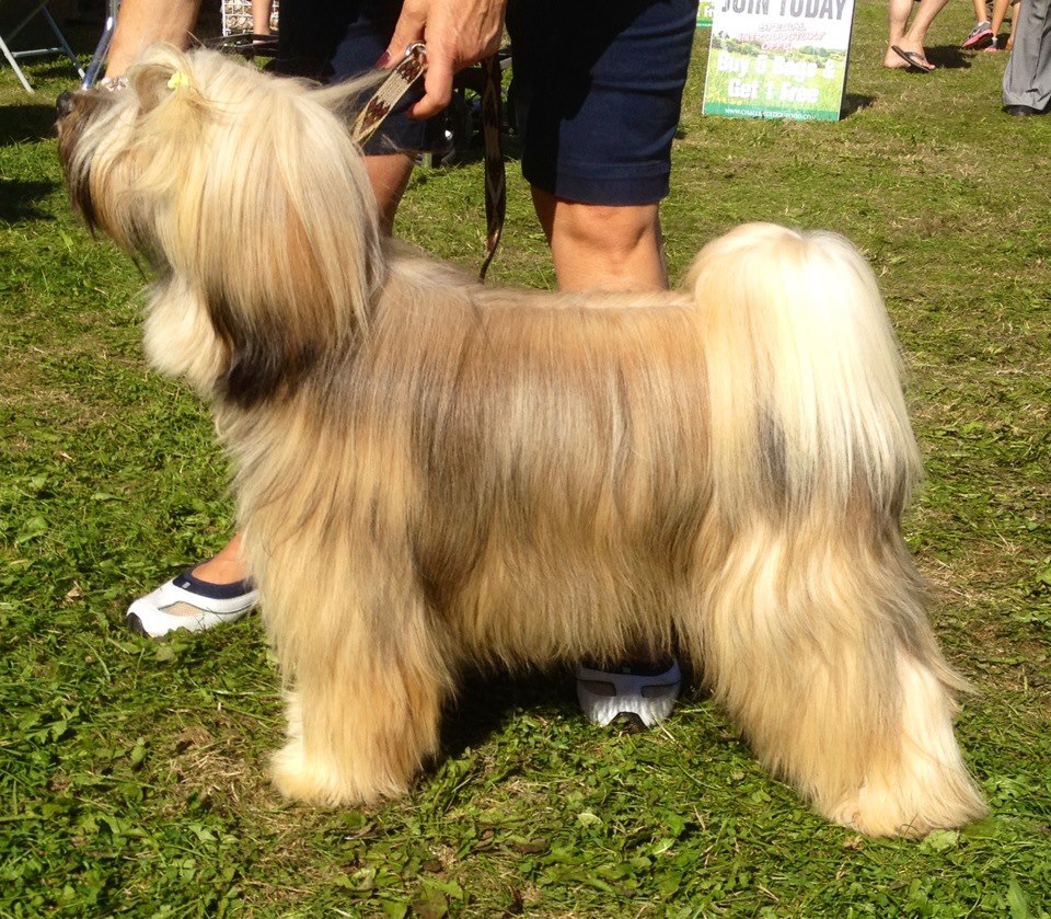 Professional Dog Grooming Shampoo MD10 Collection Champu para Perros