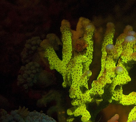 صور ولا أروع من أعماق البحر الأحمر Fluorescent+lights+08