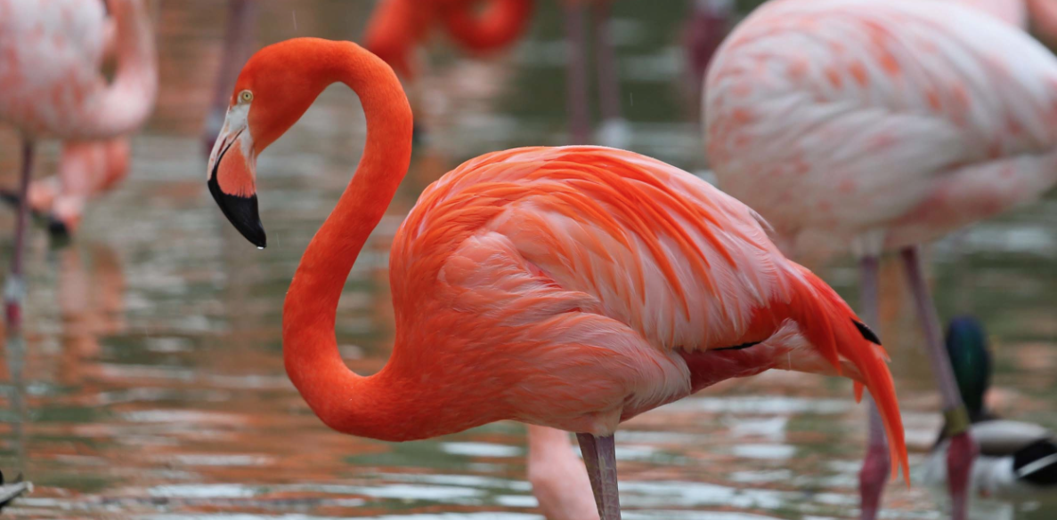 the flamingo rising character analysis Breakfast of champions study guide contains a biography of author kurt vonnegut, literature essays, quiz questions, major themes, characters, and a full summary and analysis. the flamingo rising character analysis Breakfast of champions study guide contains a biography of author kurt vonnegut, literature essays, quiz questions, major themes, characters, and a full summary and analysis.