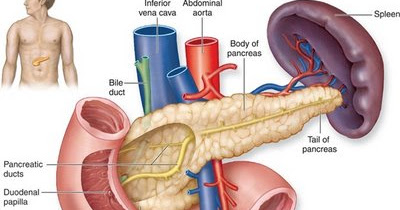 Obat Diabetes Melitus Herbal ~ Warung Herbal