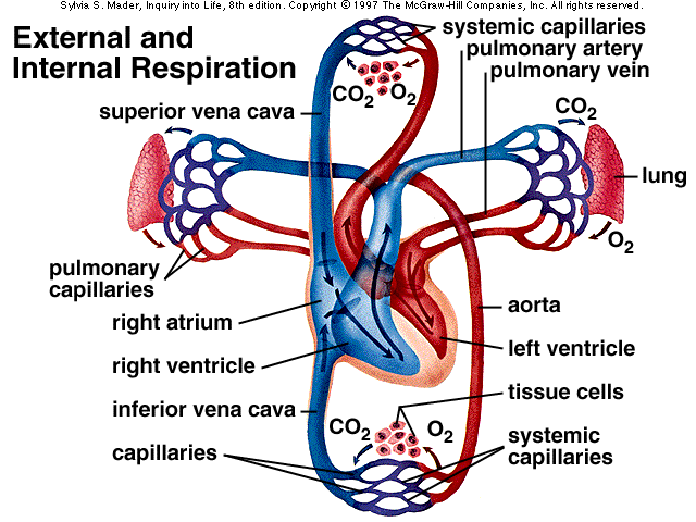 Internal External Respiration
