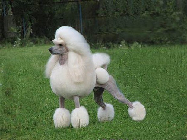 Jenis Ras Anjing Poodle