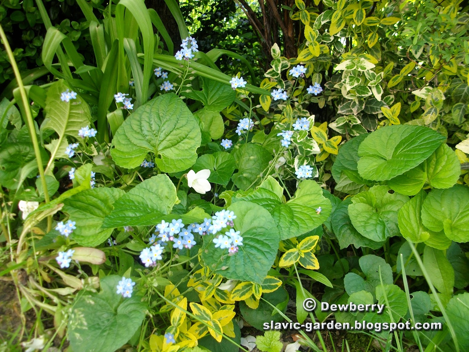 Plant Gallery Encyklopedia Roslin Rhododendron Obtusum Kirstin