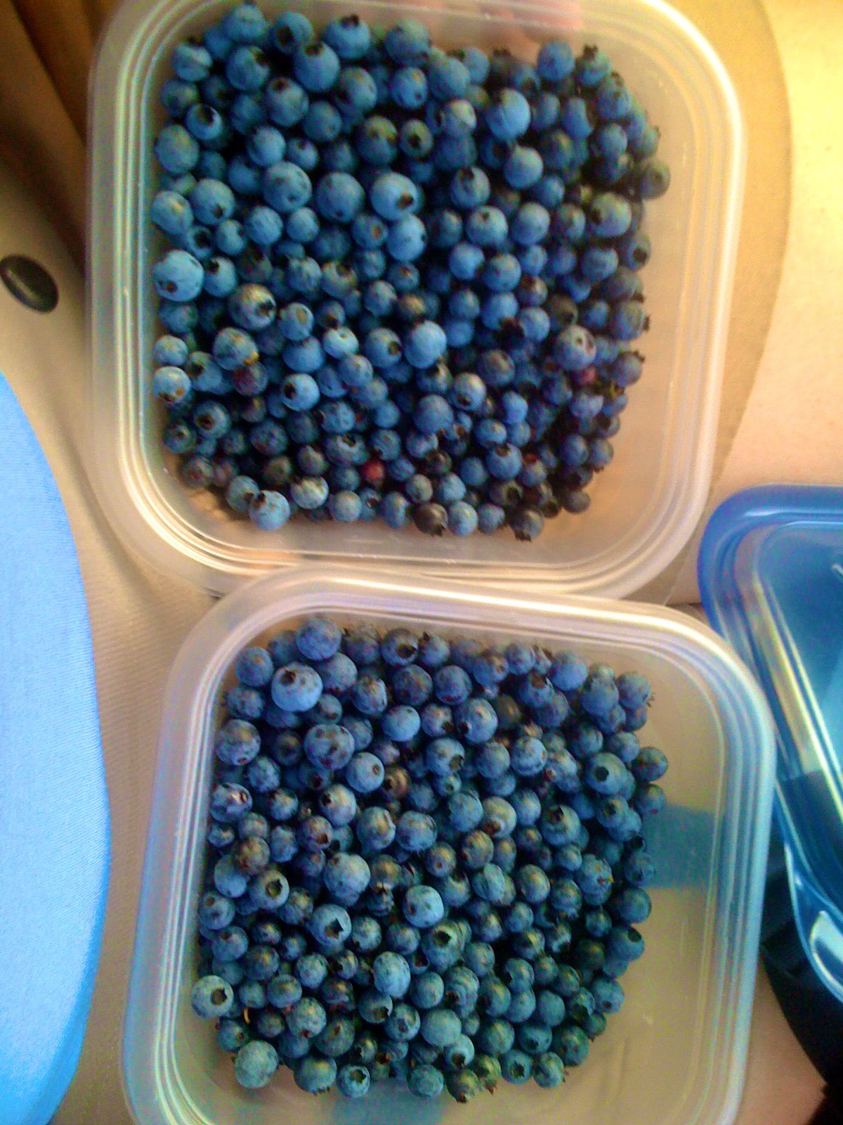 The Freelance Adventurer A Blue Kind of Day Blueberry picking at