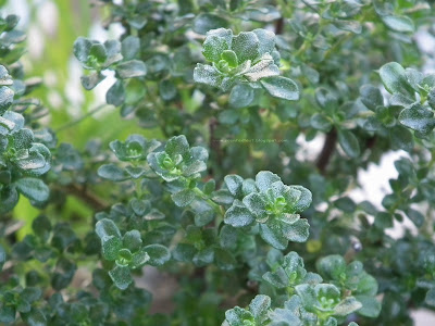 Alpine Mint / Prostanthera Cuneata foliage