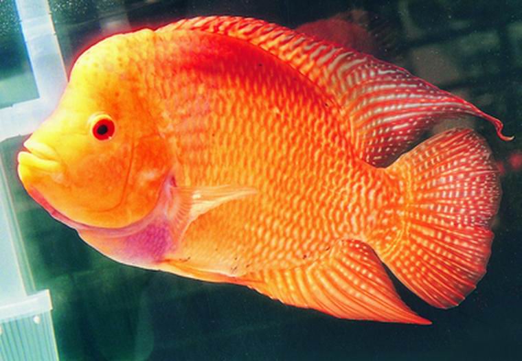 Flowerhorn The Hybrid Cichlids: Best Flowerhorn According To You