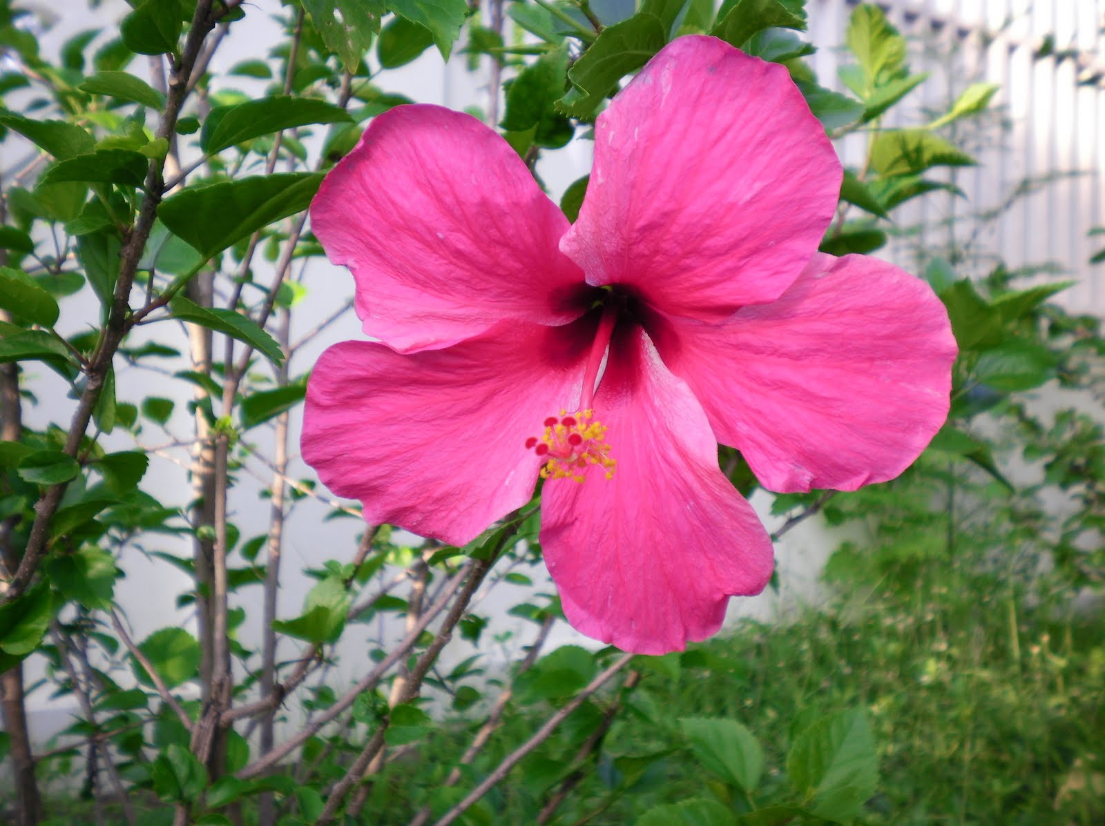 Jeff and Ilene Thalman Flowers that grow all year round