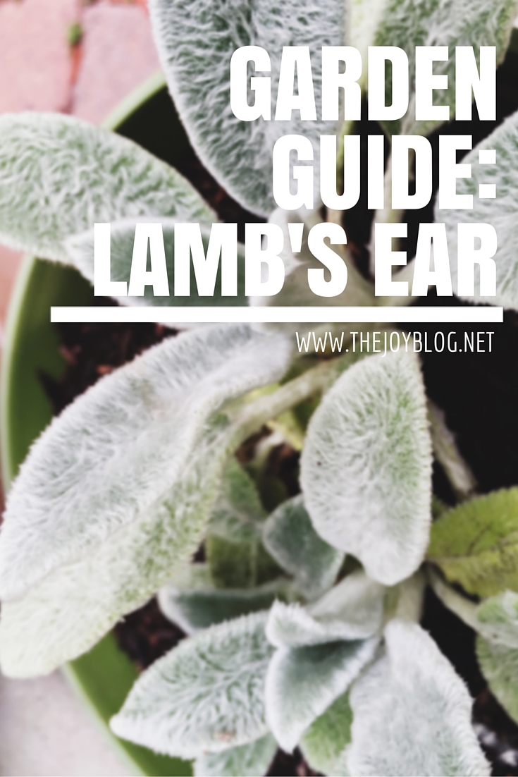 How To Grow Lamb's Ear THE JOY BLOG