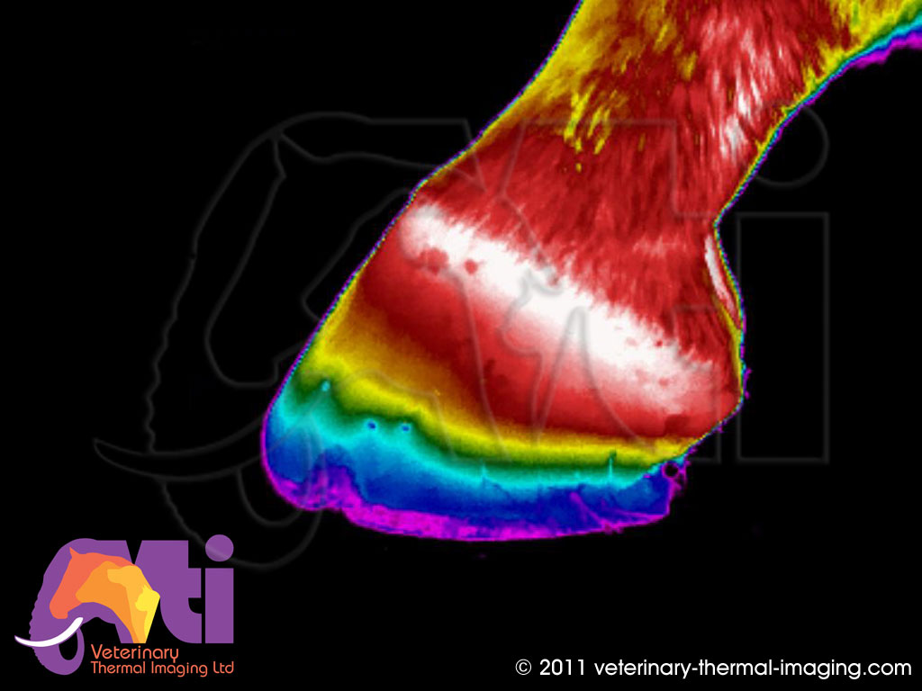 Equine Thermography