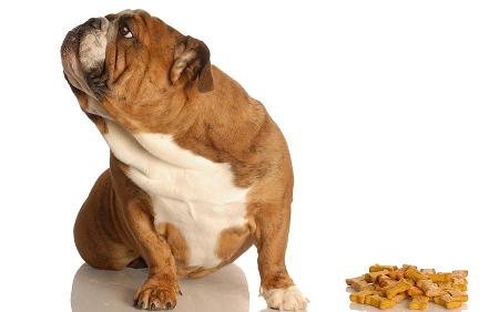 Mom Dog Eats Puppy Mom Dog Eats Puppy