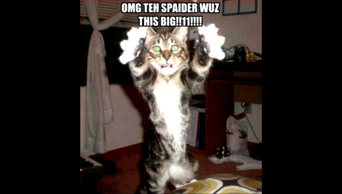 Funny Cats With Words    Part 2      YouTube Funny Cats With Words    Part 2      YouTube