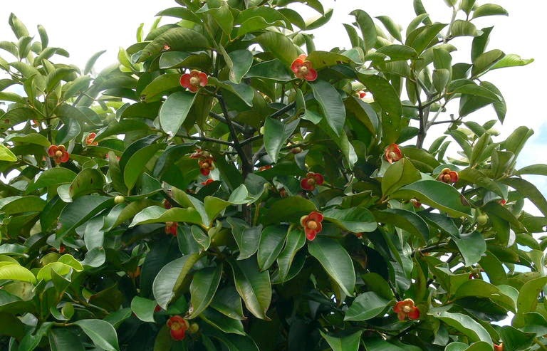 catatan kecil tentang buah manggis
