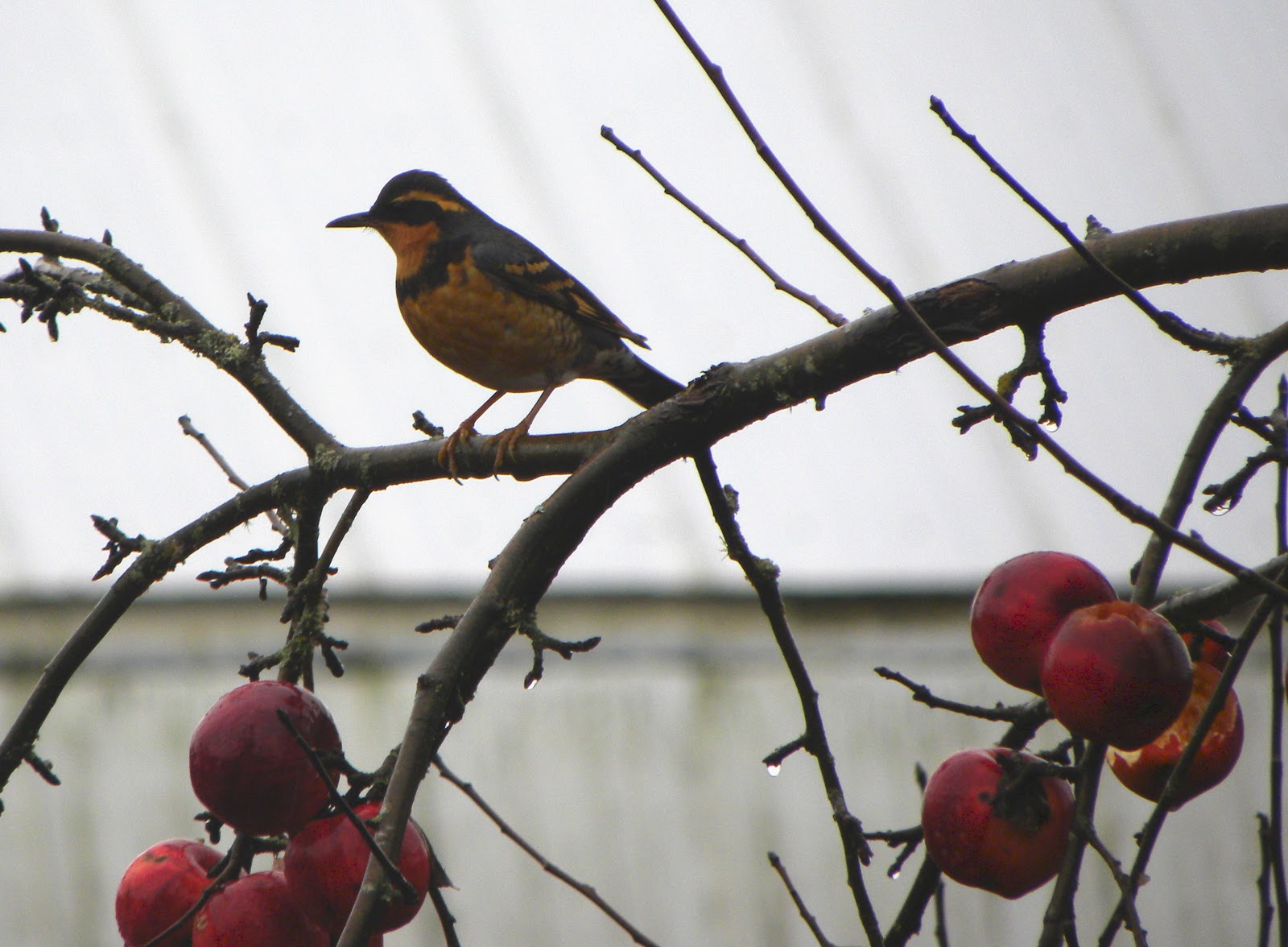 Birds Apple Tree Birds