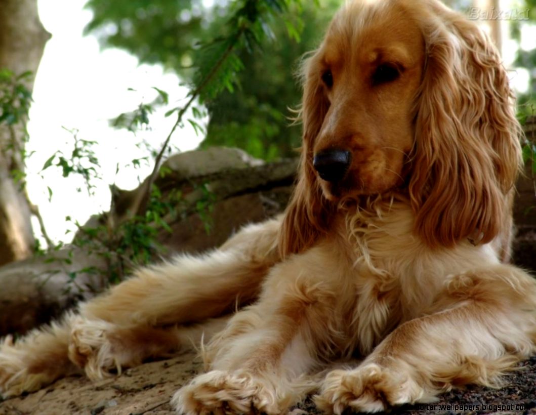 Cocker Spaniel 1152x864 WallpapersCocker Spaniel 1152x864 Cocker Spaniel 1152x864 WallpapersCocker Spaniel 1152x864