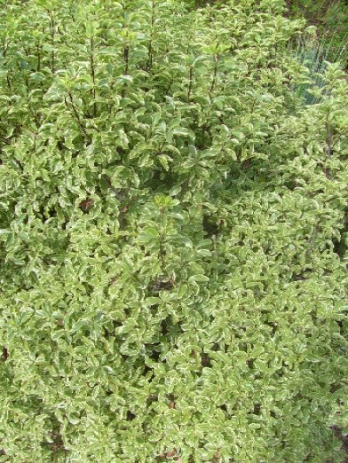 Ma Planete Jardin Le Pittosporum Tenuifolium Panache Un Arbuste