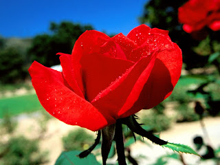 Beautiful Rose Flowers Free HD Photos 3