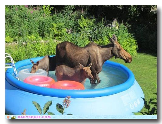 moose in pool