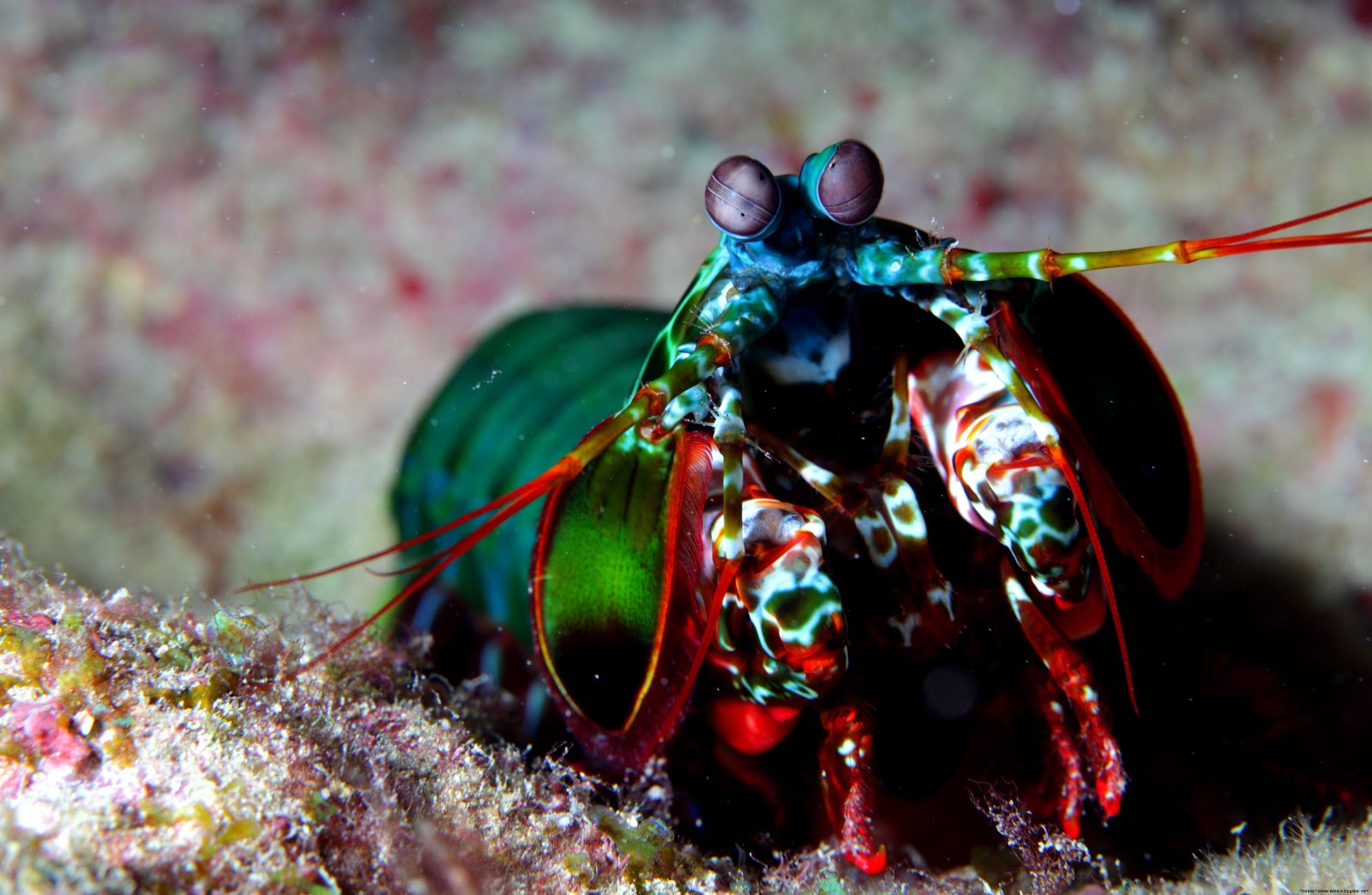 Peacock Mantis Shrimp Punch Peacock Mantis Shrimp Punch