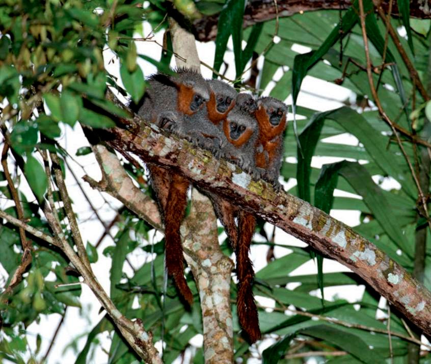 Species New to Science: [Mammalogy • 2014] Callicebus miltoni • A New  Species of Titi Monkey, Genus Callicebus Thomas, 1903 (Primates,  Pitheciidae), from Southern ia, Brazil