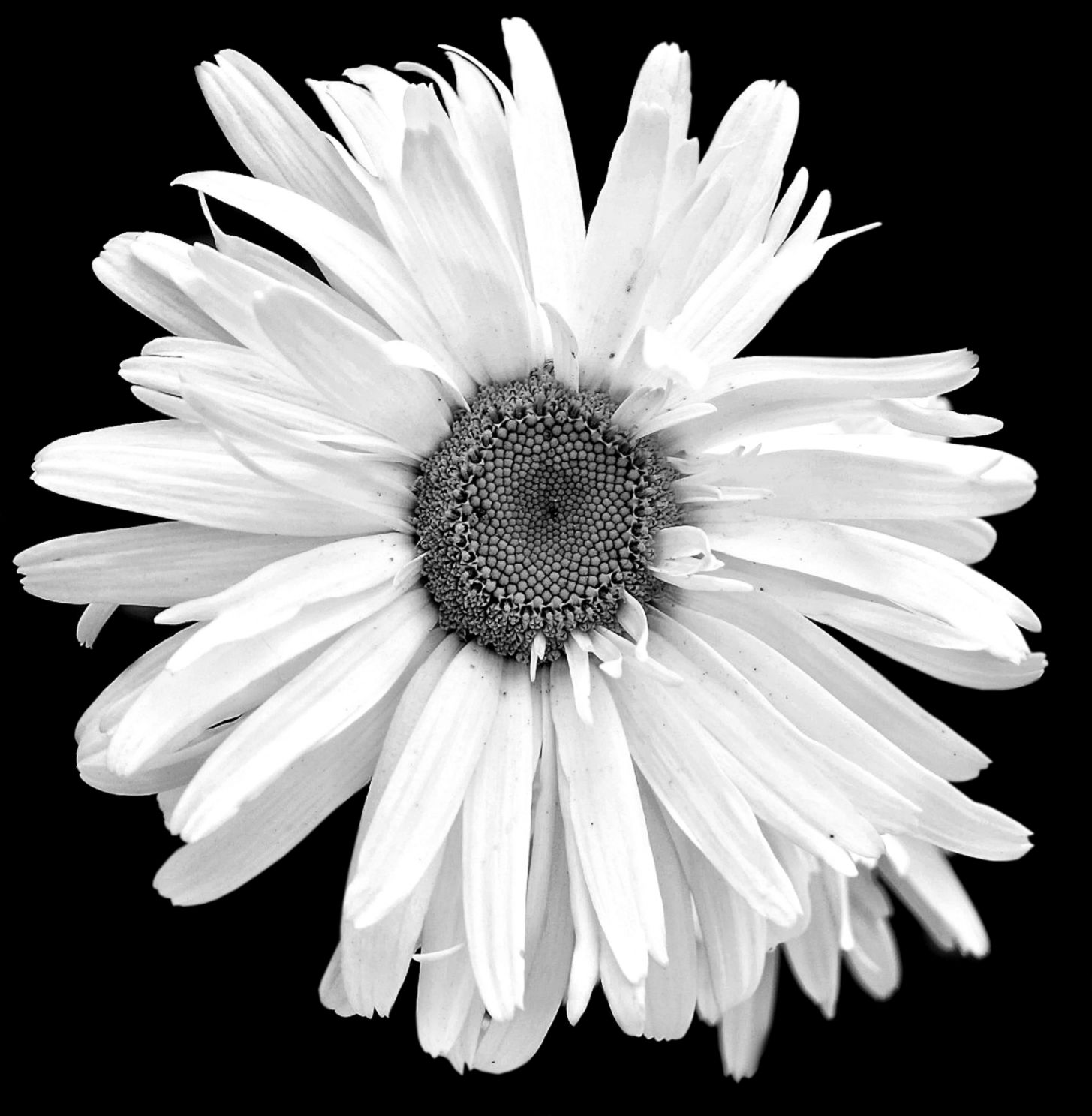 Black And White Daisy Photography Amazing Wallpapers Black And White Daisy Photography Amazing Wallpapers