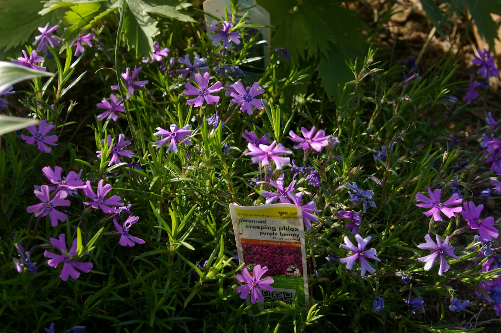 Heart on my Sleeve Creeping Phlox