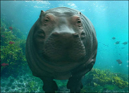 Happy Hippos