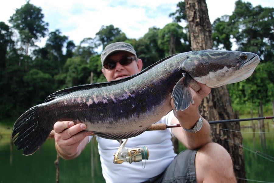 International Fishing News MALAYSIA two more snakehead IGFA world records