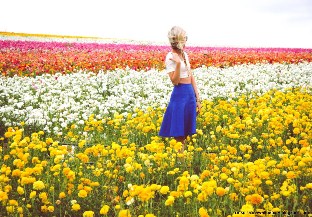 CARLSBAD CALIFORNIA LARGEST AND MOST IMPRESSIVE FLOWER FIELD CARLSBAD CALIFORNIA LARGEST AND MOST IMPRESSIVE FLOWER FIELD