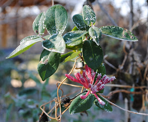 Frosty Morning