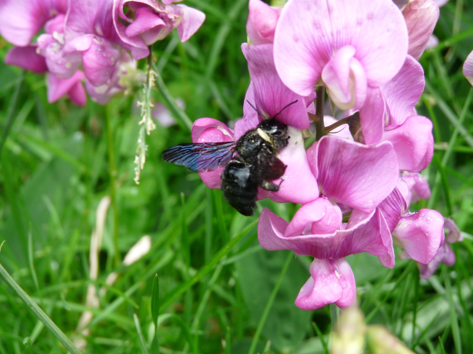 Nos Bêbêtes: Grosse mouche noire