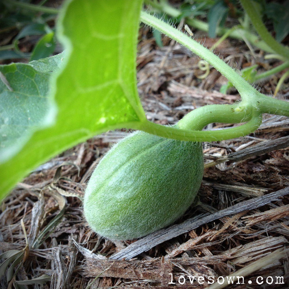 Melon Shmelon Love Sown