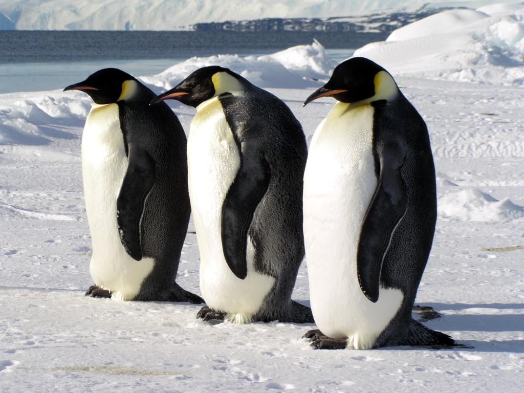 Animal Unique: Emperor Penguin