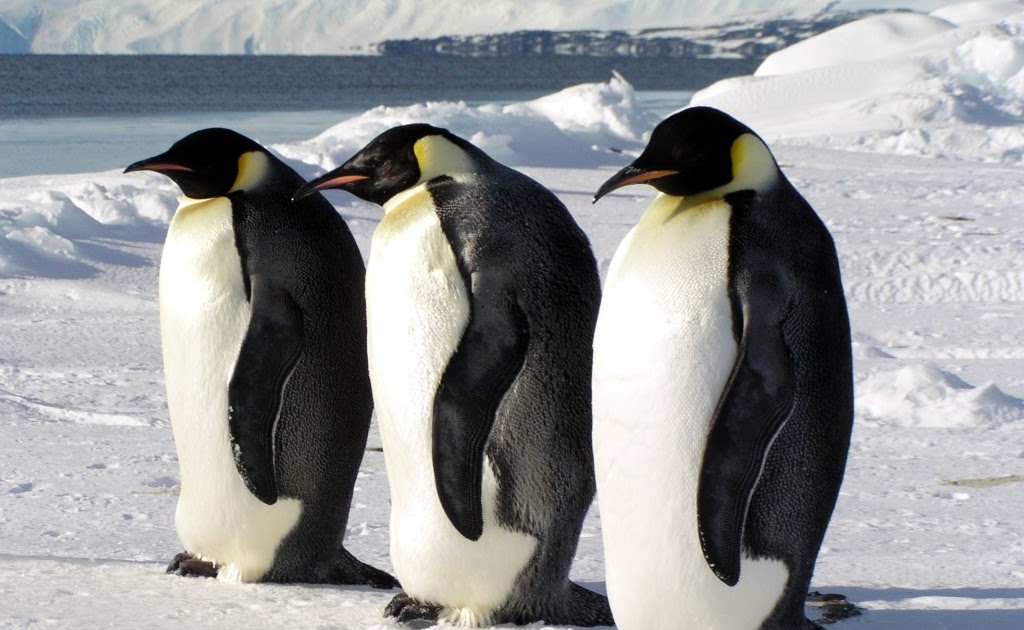 Animal Unique: Emperor Penguin