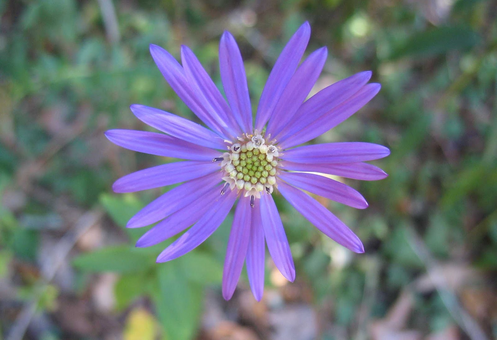 Using Native Plants Plants by Name