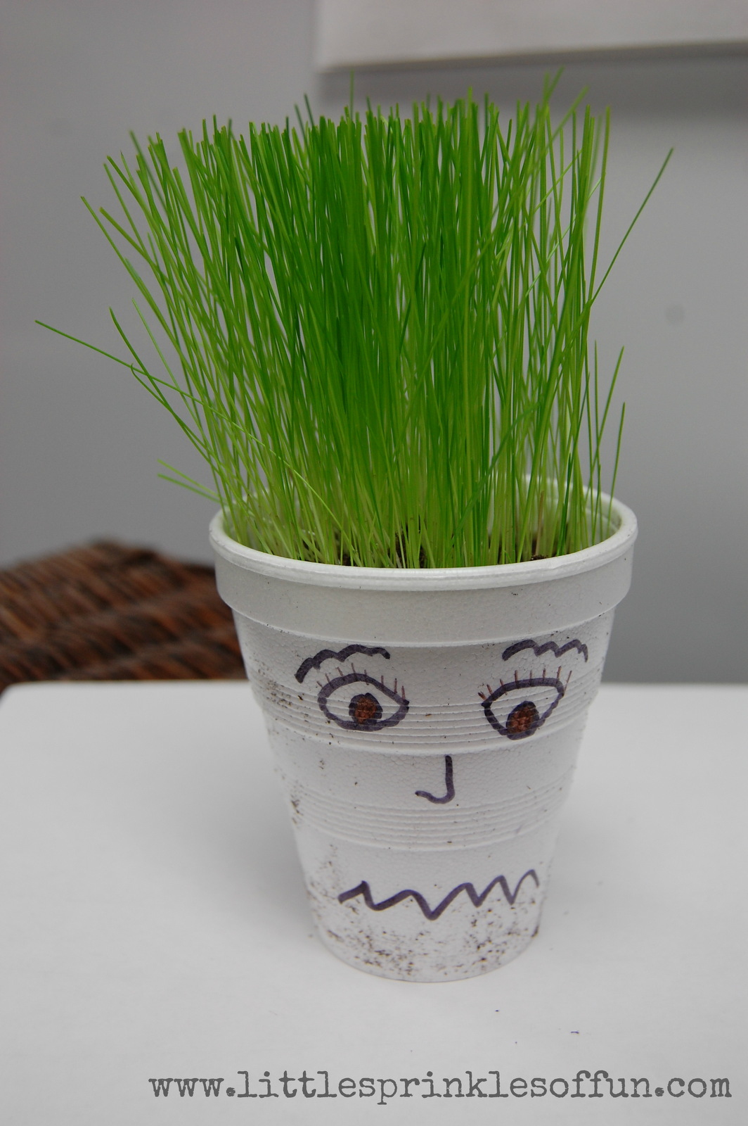 Are Chia Pets Safe For Dogs