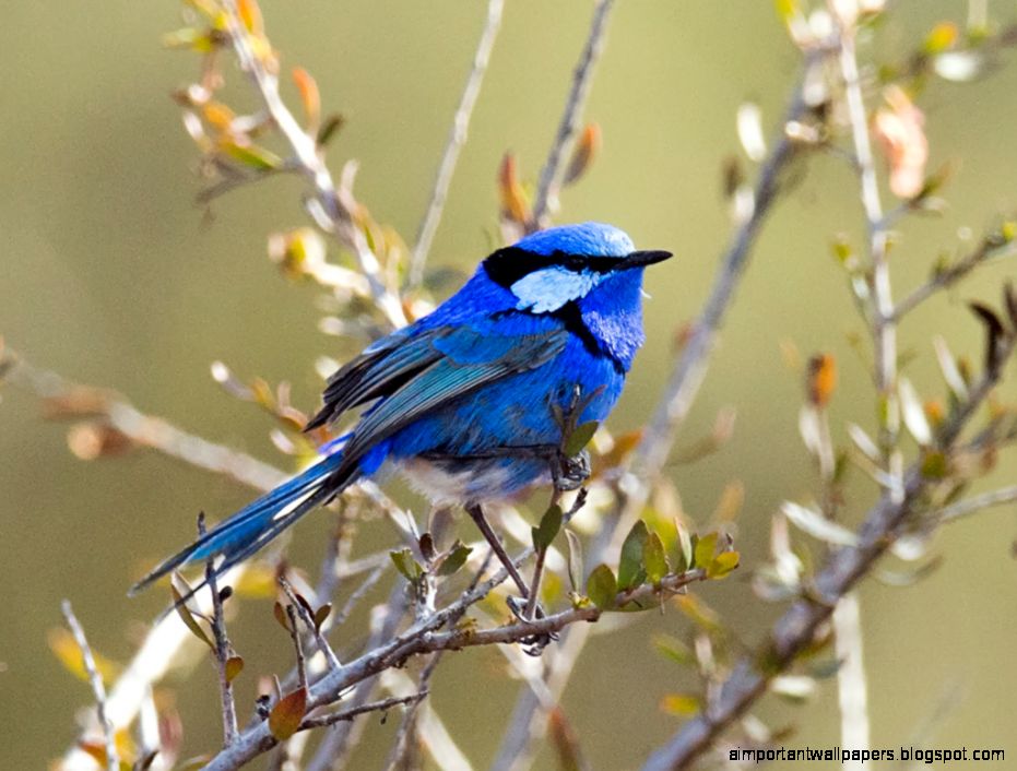Splendid Fairy wren photo Male perched in a bush the Internet Splendid Fairy wren photo Male perched in a bush the Internet