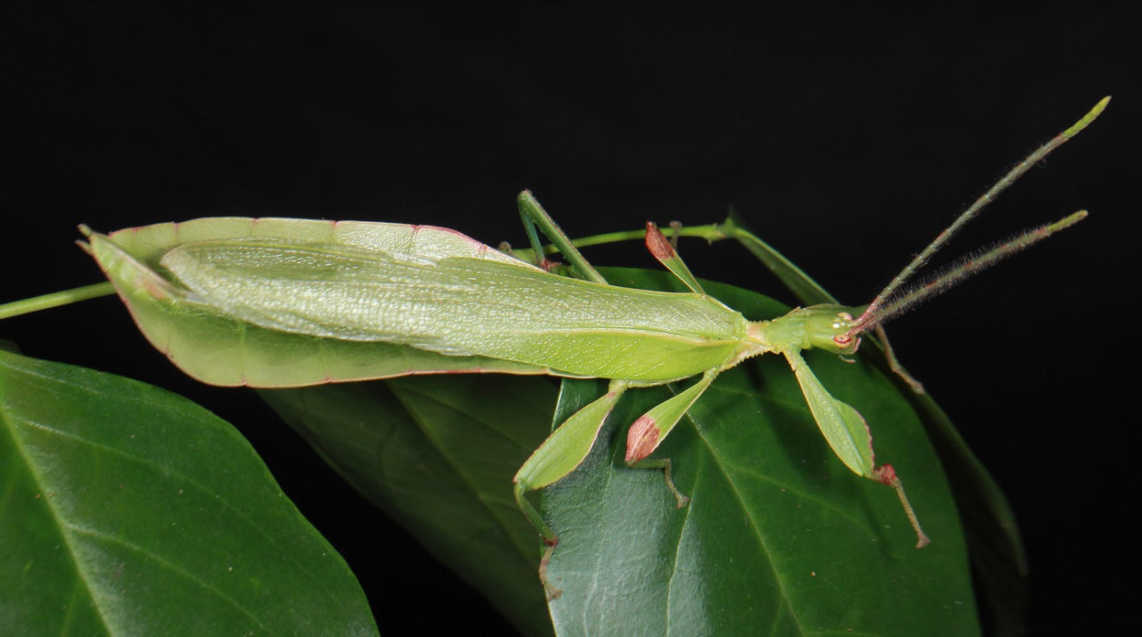 BunyipCo February 2013