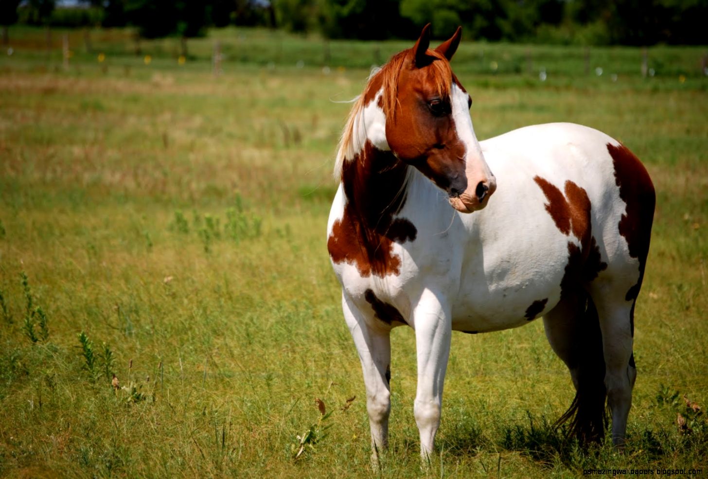 Paint Horse HD Wallpapers Paint Horse Images Cool Wallpapers Paint Horse HD Wallpapers Paint Horse Images Cool Wallpapers