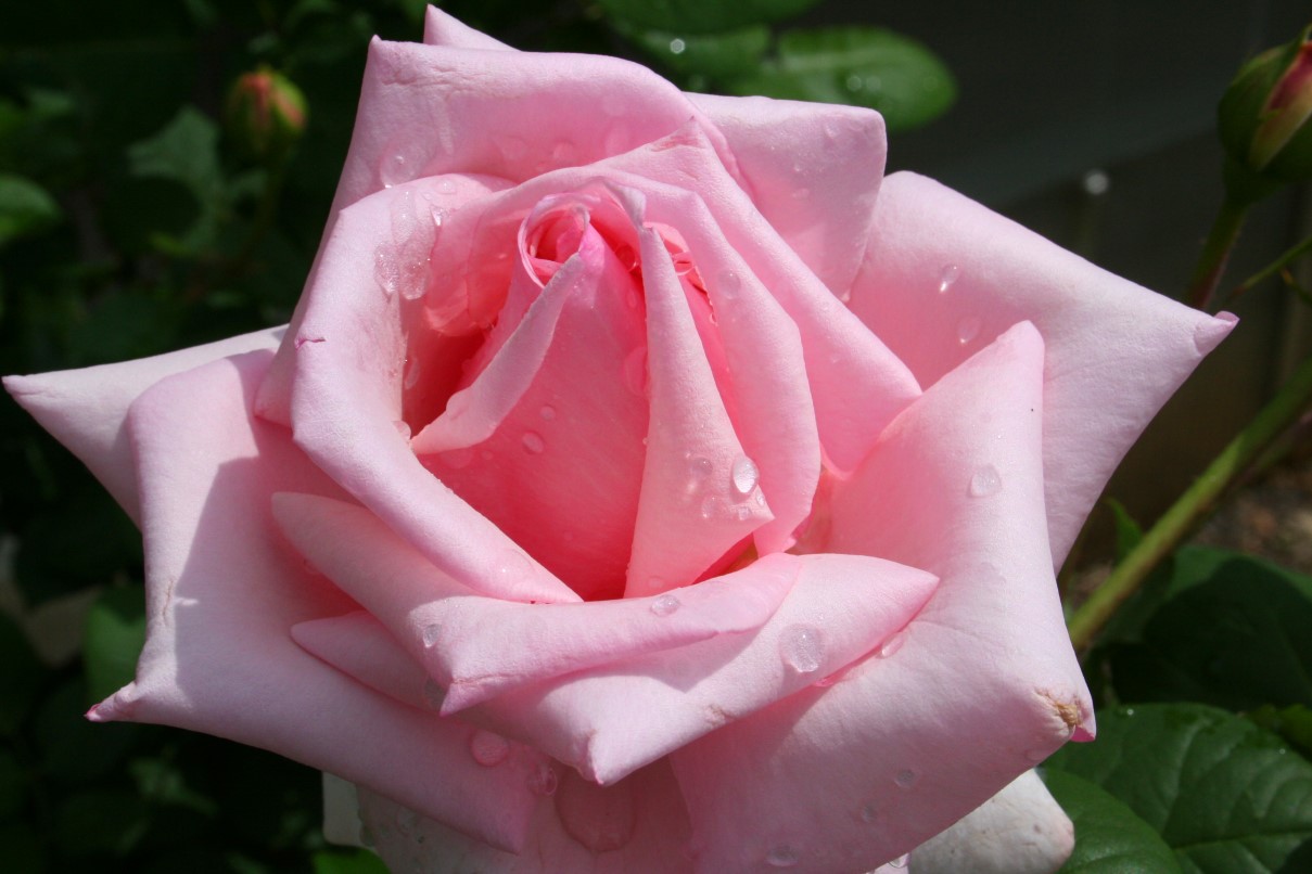 Cute Wallpaper's: Cute Pink Roses