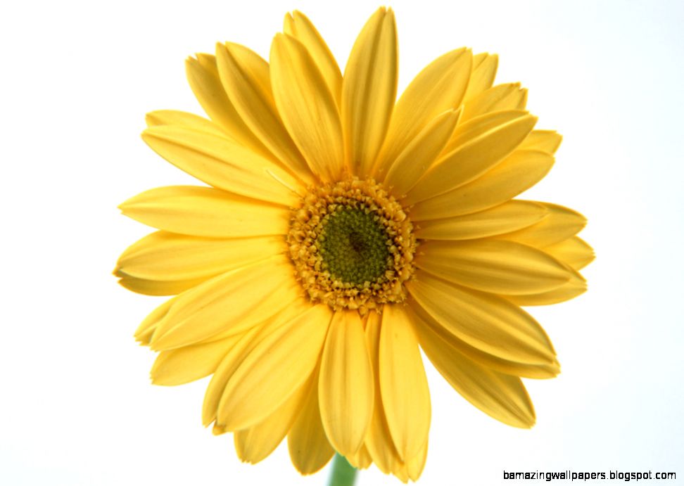 Single Flowers Images Amazing Wallpapers