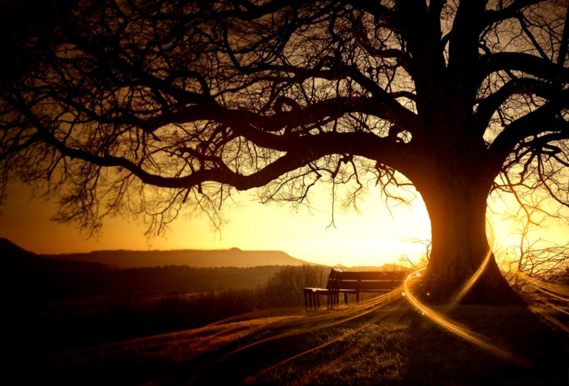 Tree HD Wallpapers Tree HD Wallpapers