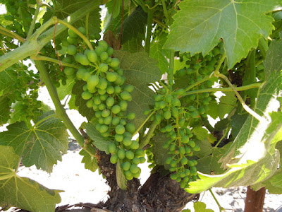 Green Grapes on the Vine