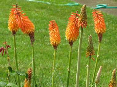 Hot Poker Blooms