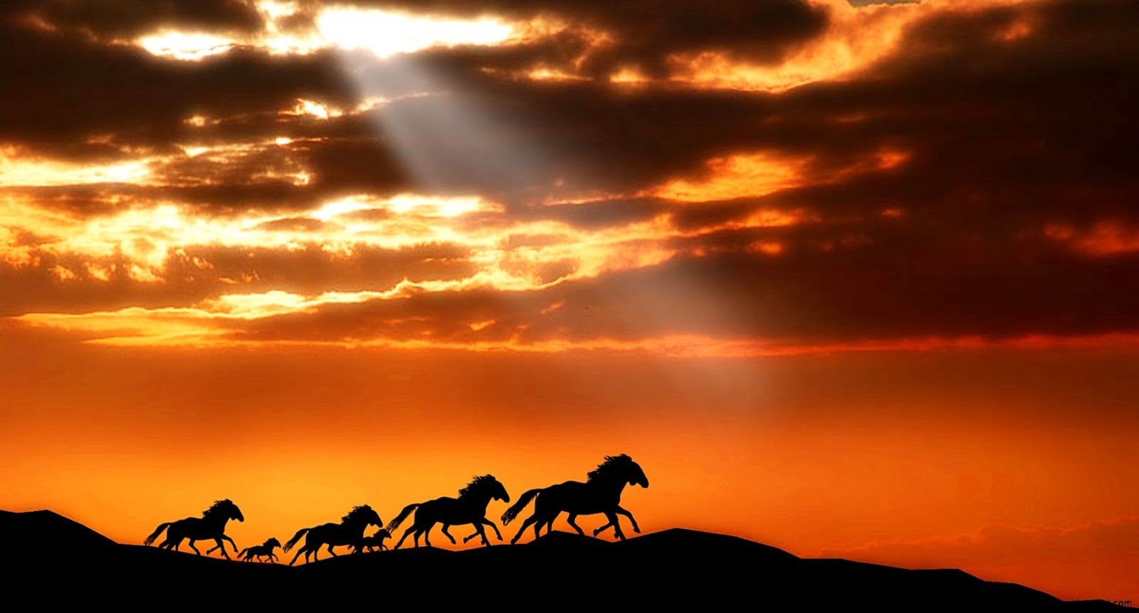 Wild Horses Running Sunset Wild Horses Running Sunset