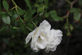 icerberg rose lilyfield life