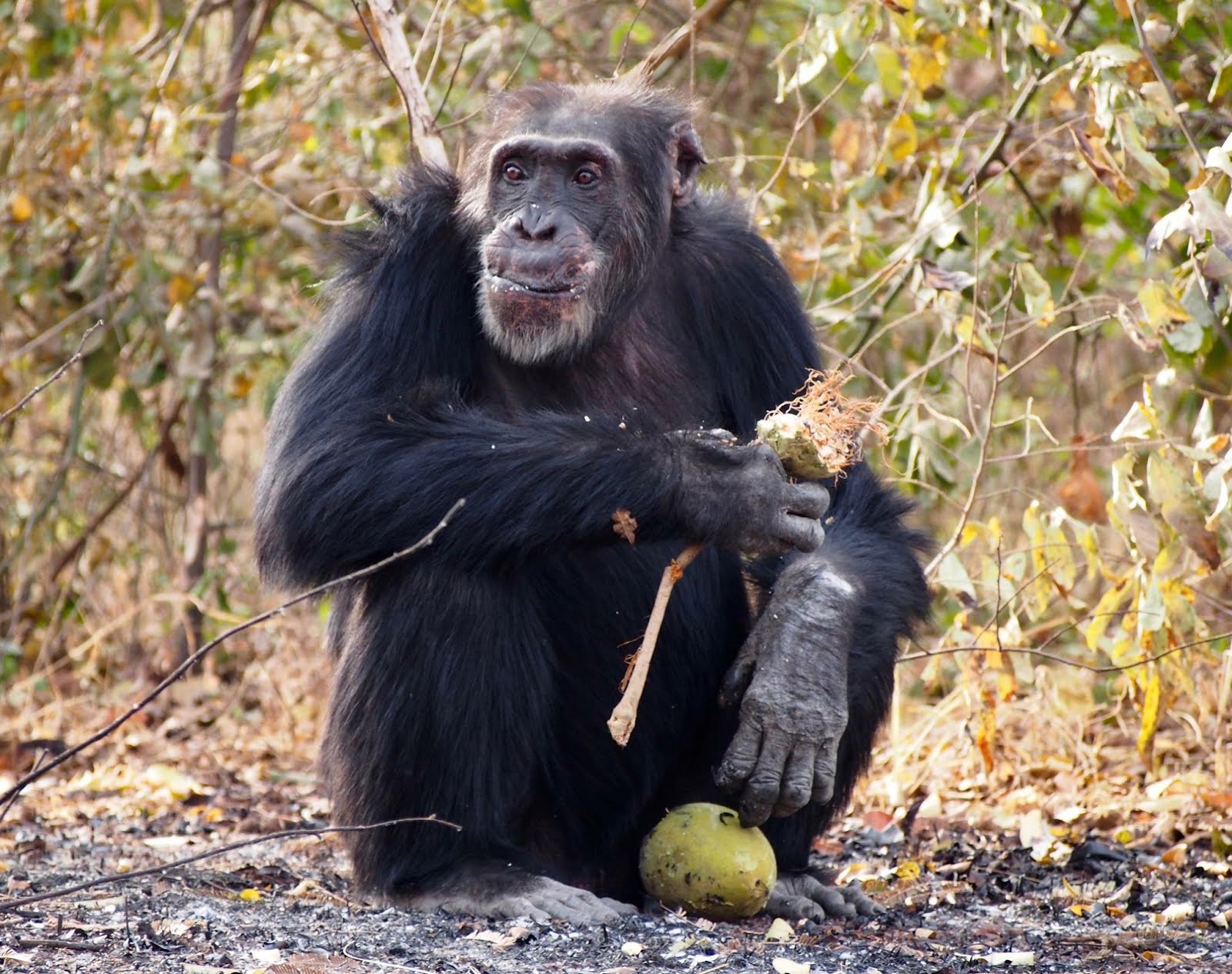 Fongoli chimp of the month