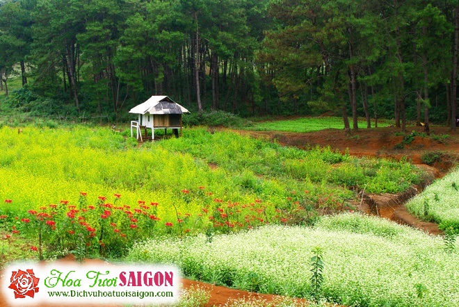 [Image: Ve-dep-sac-hoa-mua-dong-o-Moc-Chau-1.jpg]